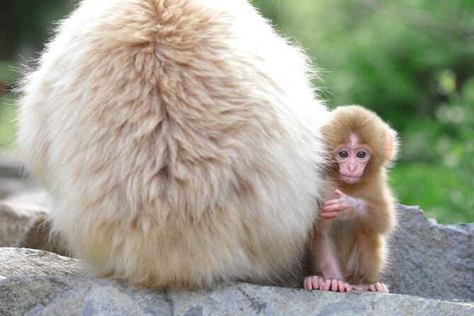 1-Day Snow Monkeys, Zenko-ji Temple & Sake in Nagano Tour - Discovering the Winter Wonders of Snow Monkey Park