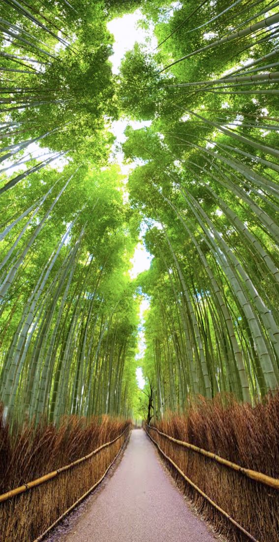 Arashiyama Bamboo Grove