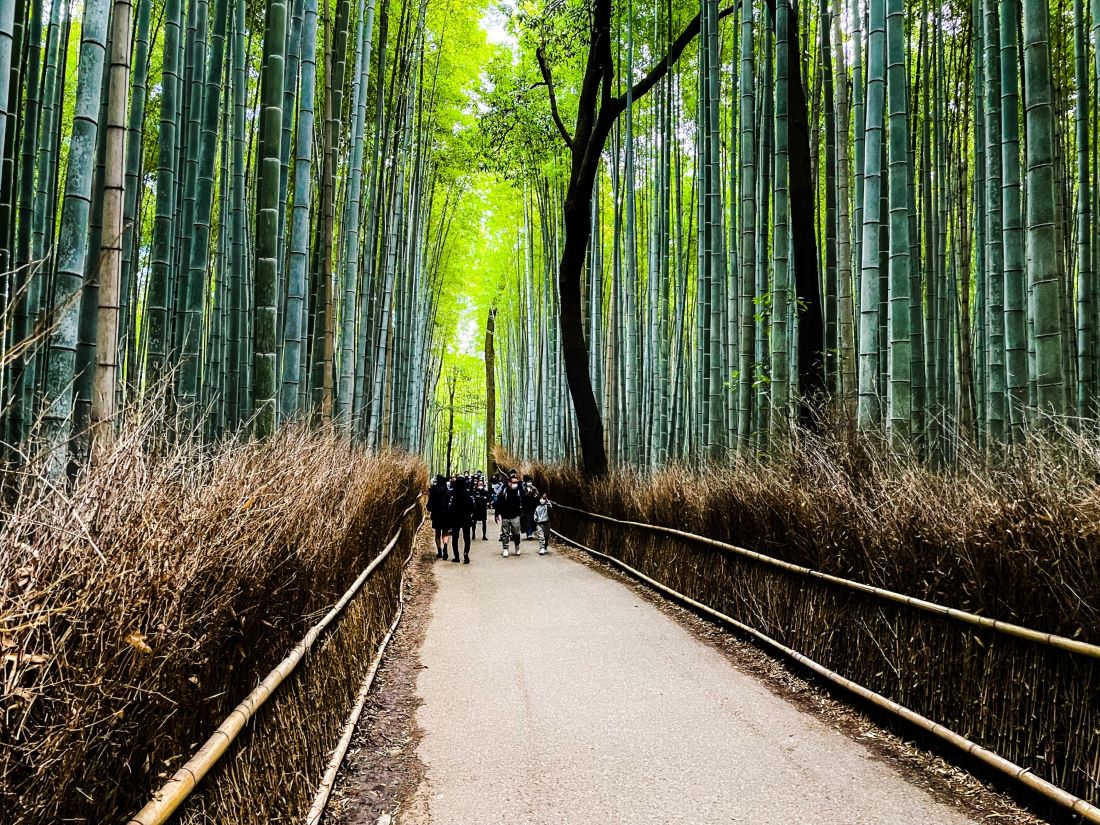 Arashiyama Bamboo Grove