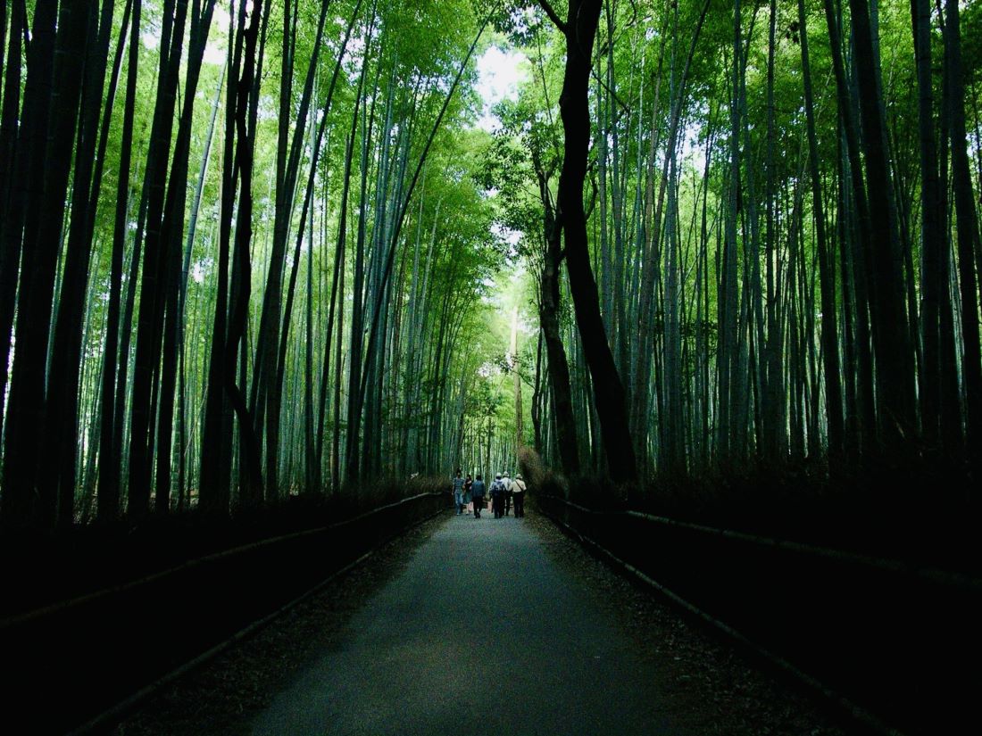 Arashiyama Bamboo Grove