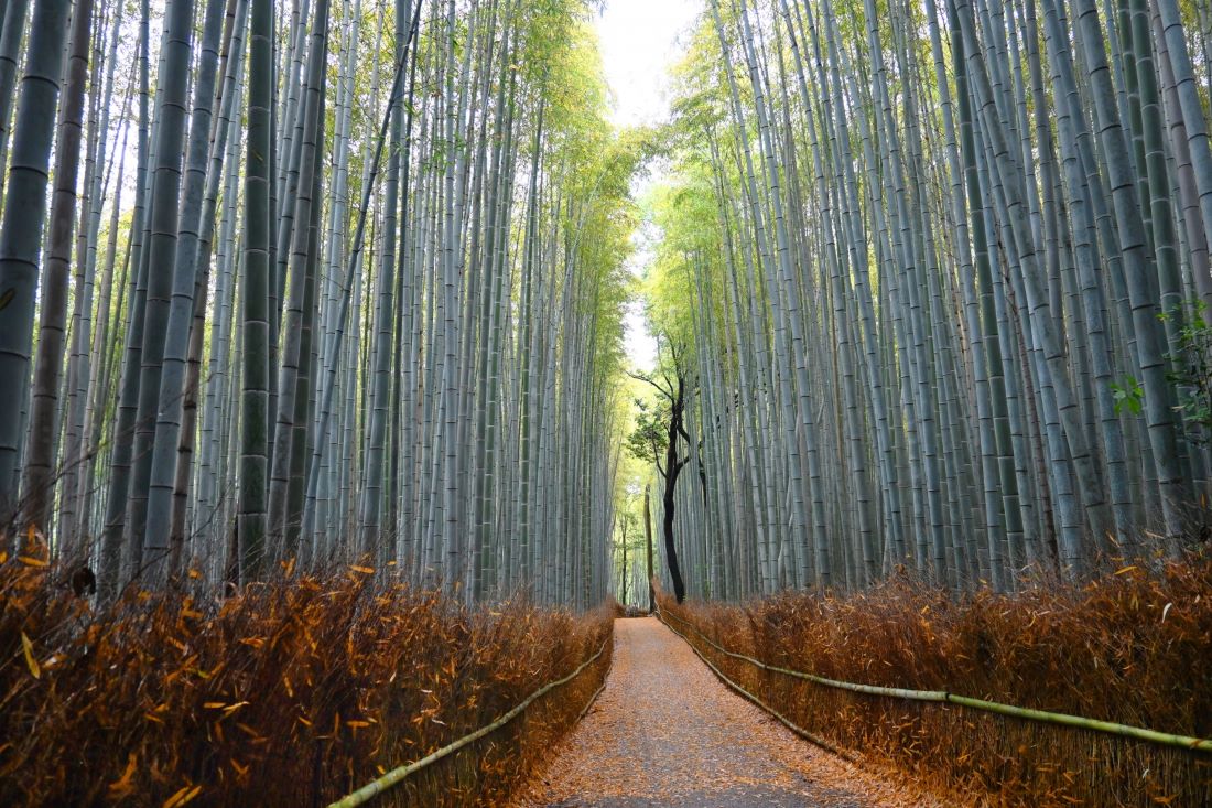 Arashiyama Bamboo Grove