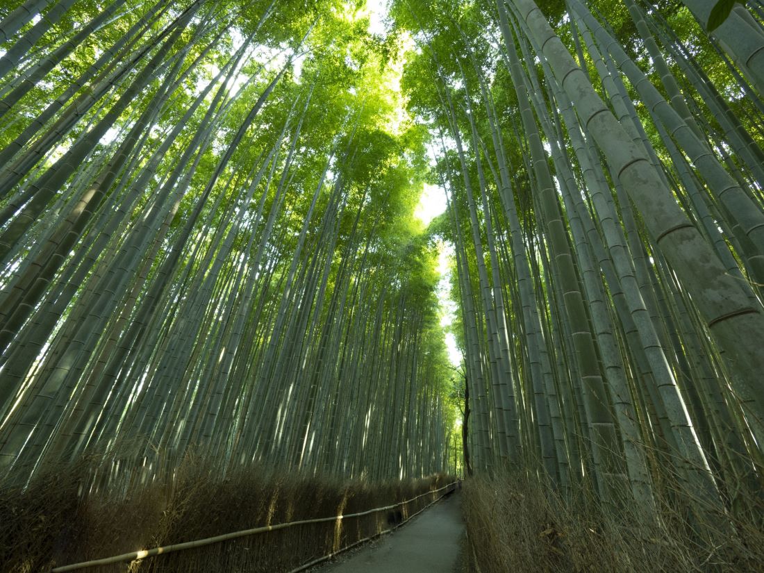 Arashiyama Bamboo Grove