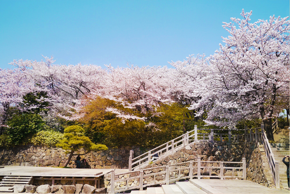 Asukayama Park Cherry Blossom Kita Tokyo
