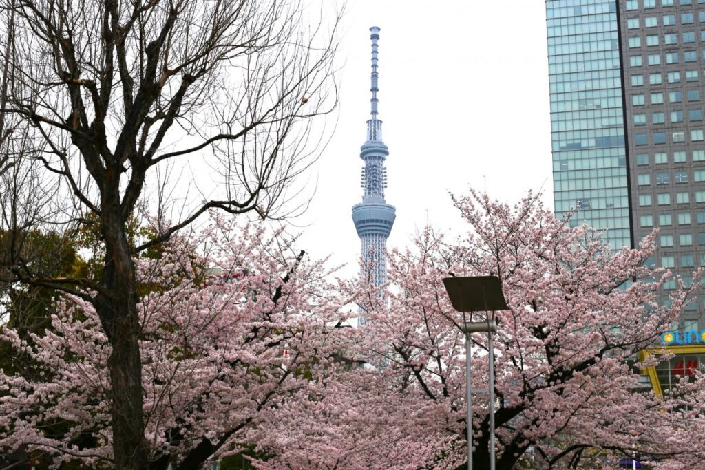 Cherry blosom at Kinshi Park sumida