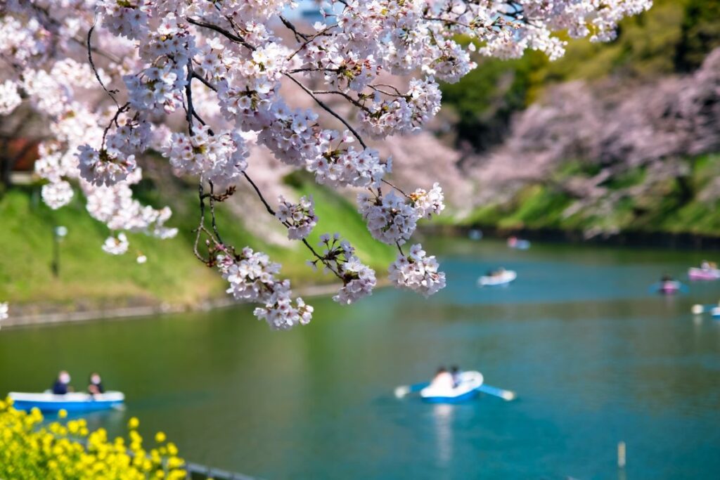 Chidorigafuchi Cherry Blossom