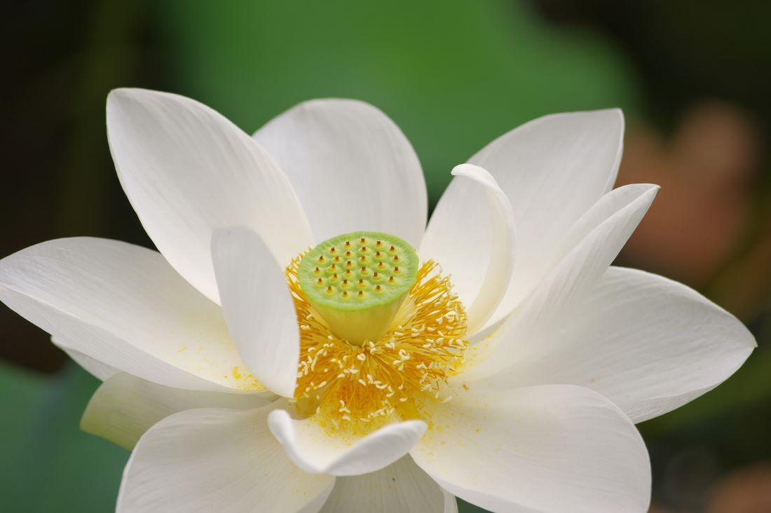 Daikakuji Temple Kyoto