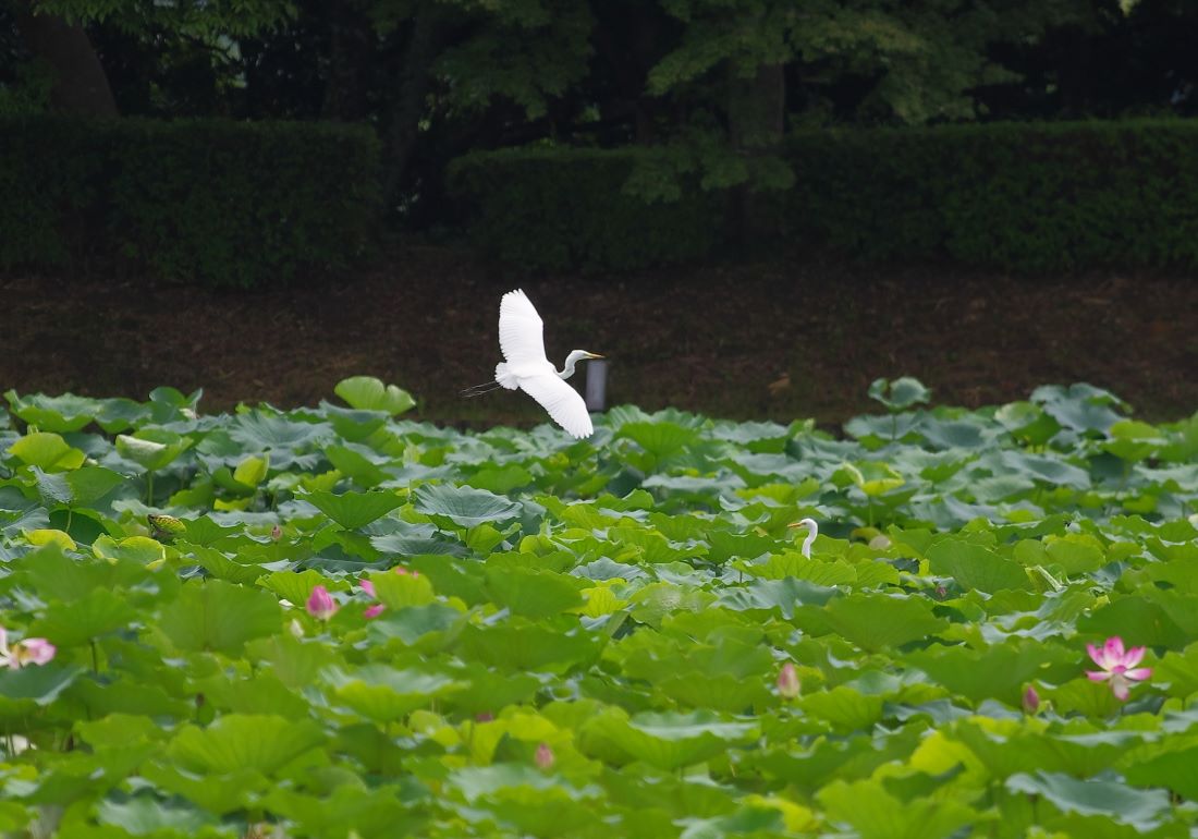 Daikakuji Temple Kyoto