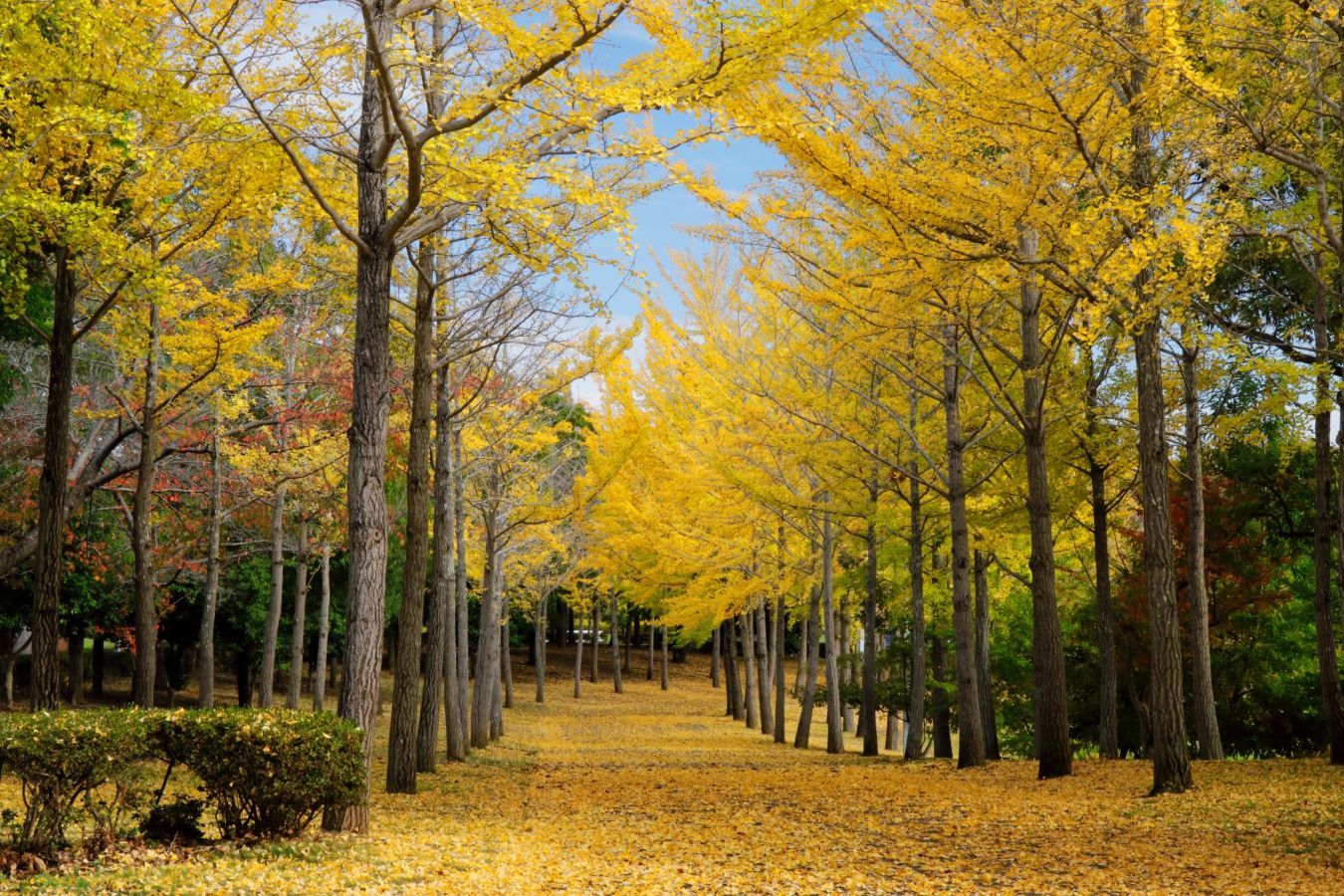 Expo Commemorative Park