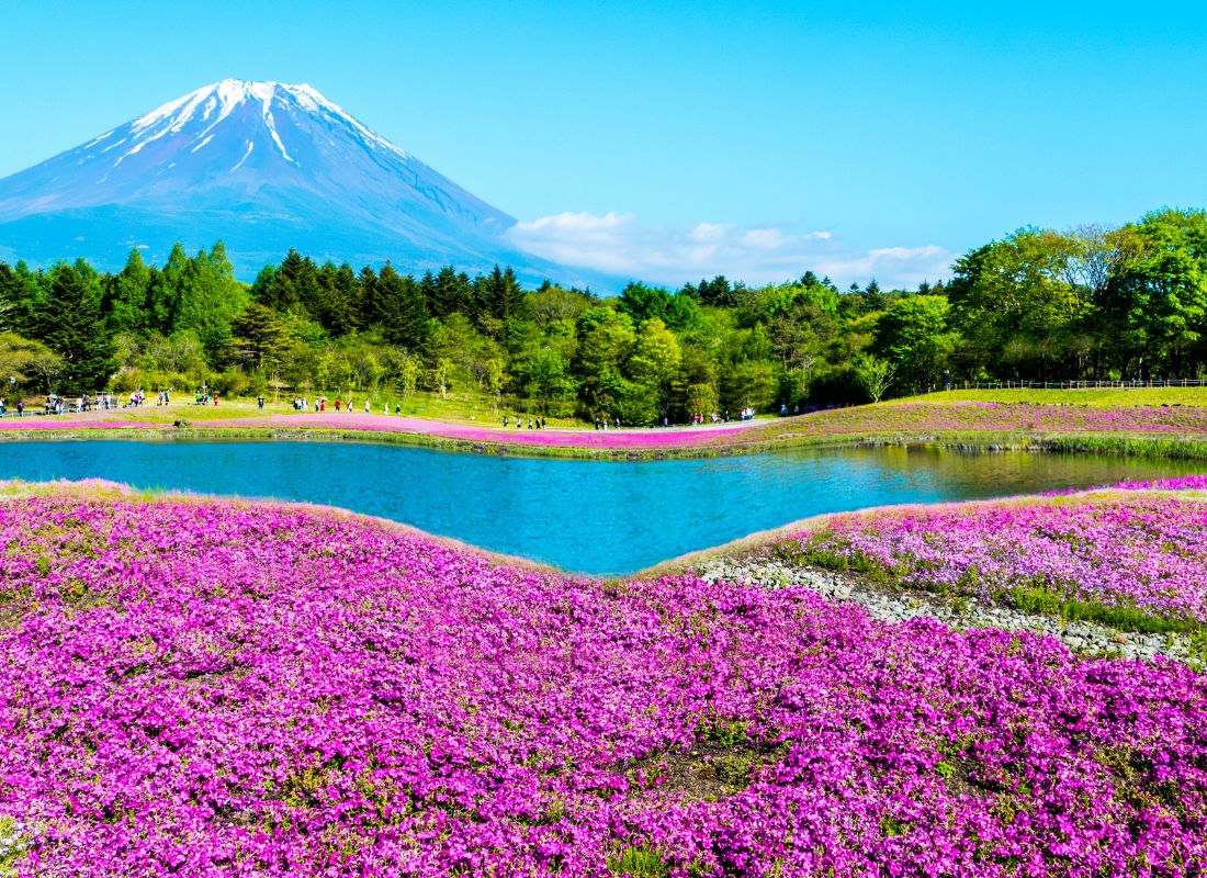 Fuji Shibazakura Festival()
