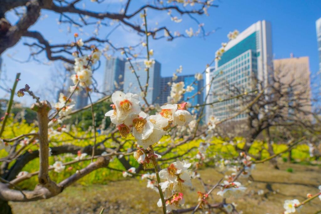 Hama Rikyu Gardens Cherry Blossom