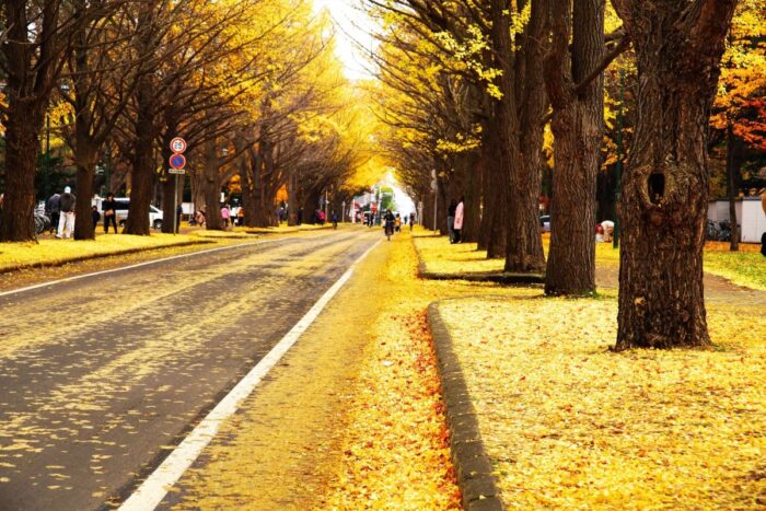Hokkaido University In Sapporo