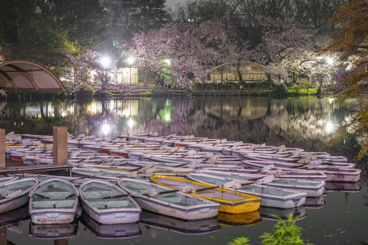 Inokashira Park Cherry Blossom