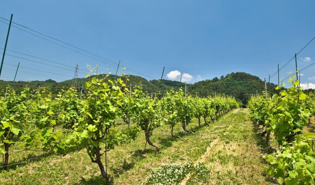 Japanese Wine Nagano