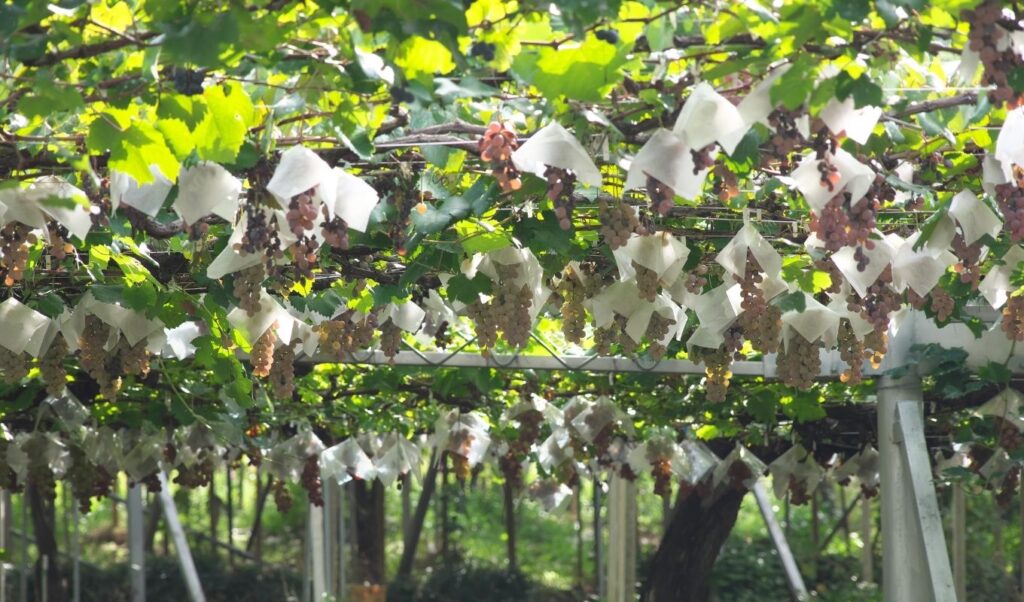 Japanese Wine Yamanashi koshu Grapes