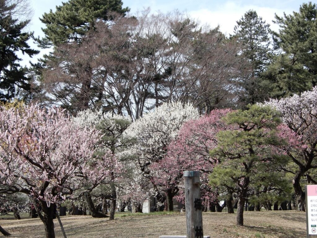 Koganei Park Cherry Blossom
