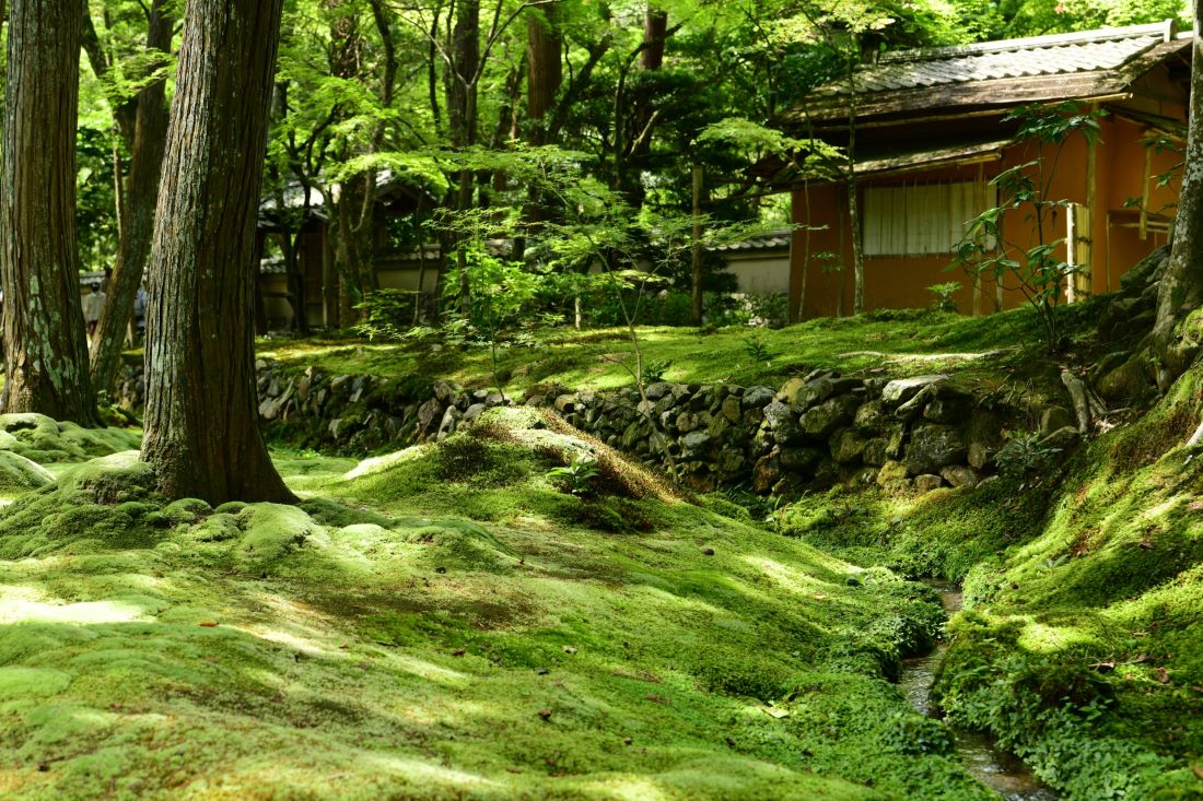 Kokedera Mosss Temple Kyoto