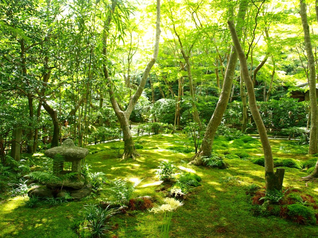 Kokedera Mosss Temple Kyoto