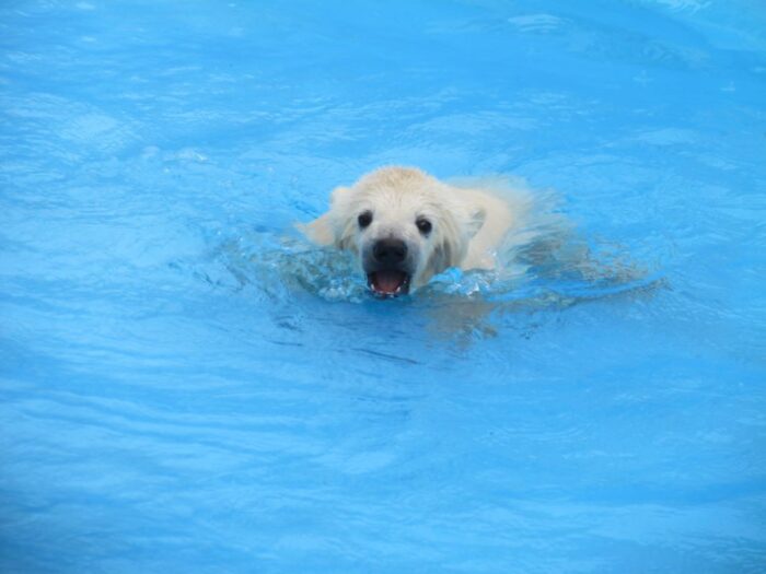 Maruyama Zoo Sapporo