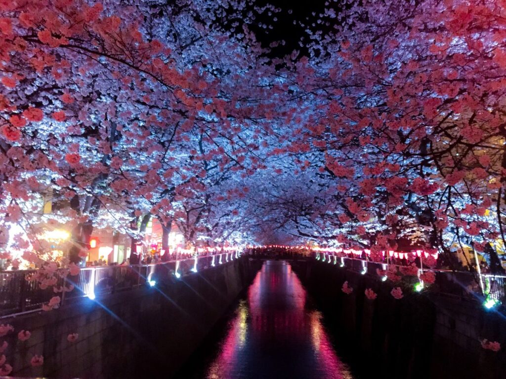 Meguro River Cherry Blossom