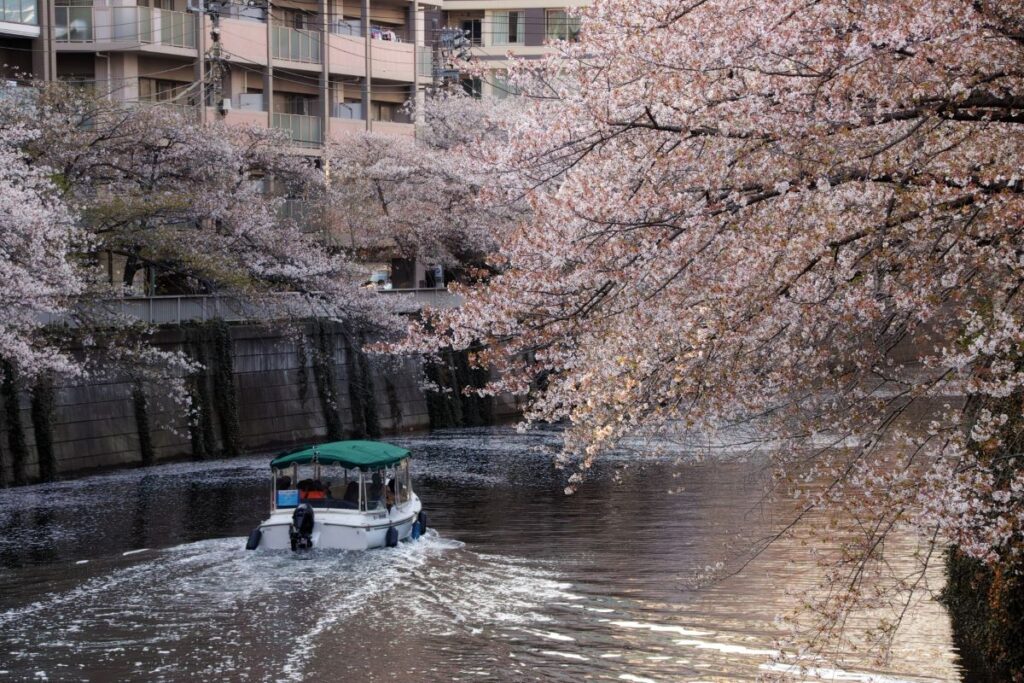 Meguro River Cherry Blossom