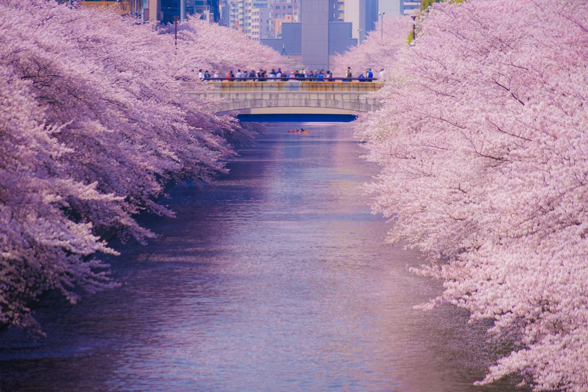 Meguro River Cherry Blossom