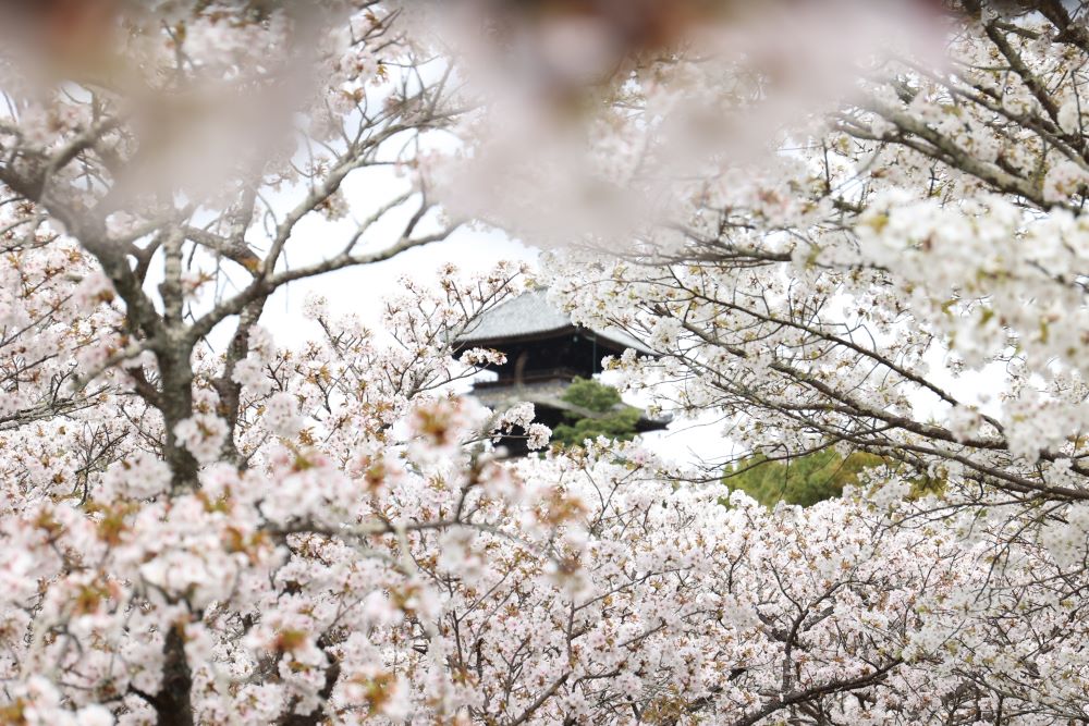 Ninnaji Temple Kyoto