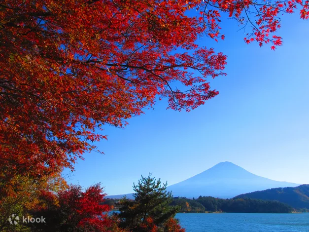 Oishi Park and Mt. Fuji One Day Bus Tour with Fruit Picking from Tokyo Klook()