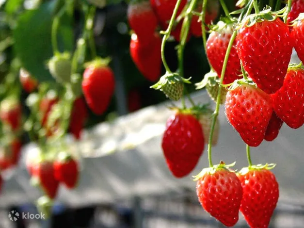 Oishi Park and Mt. Fuji One Day Bus Tour with Fruit Picking from Tokyo Klook()