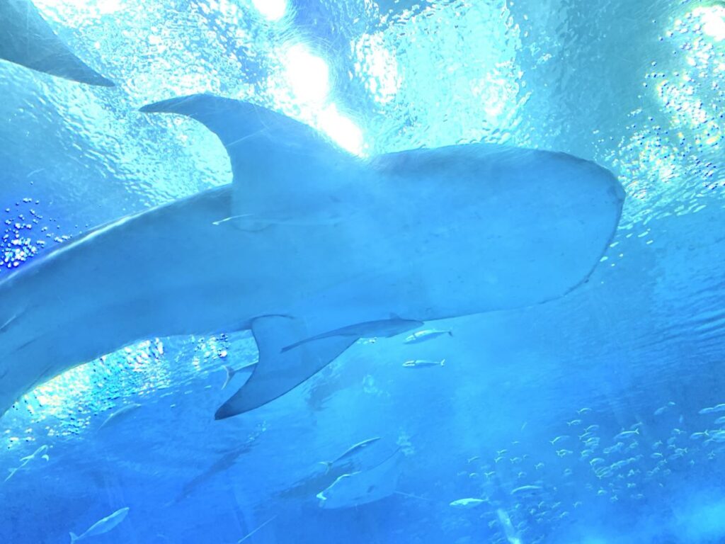 Osaka Aquarium KAIYUKAN