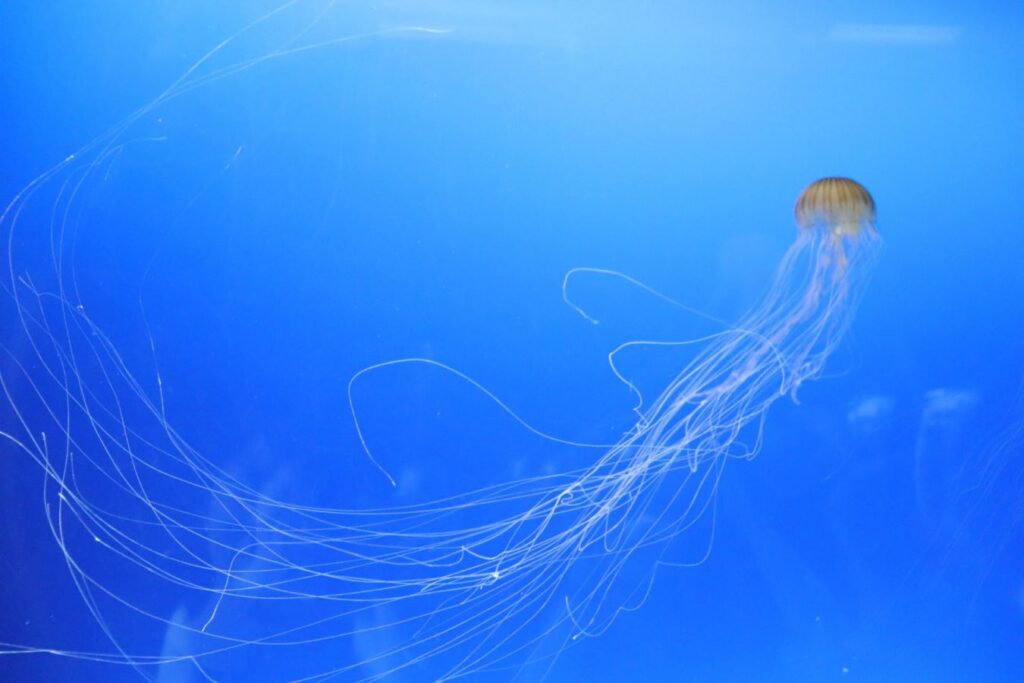 Osaka Aquarium KAIYUKAN