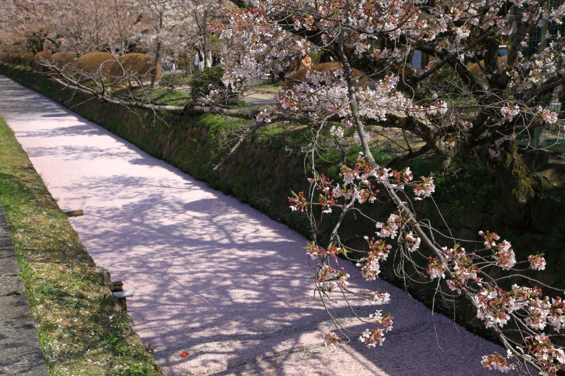 Philosophers Path Kyoto