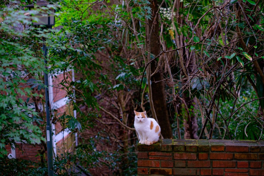 Philosophers Path Kyoto