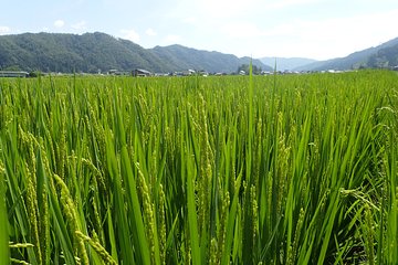 Private group Morning Cycling Tour in Hida Furukawa Gifu Prefecture ()