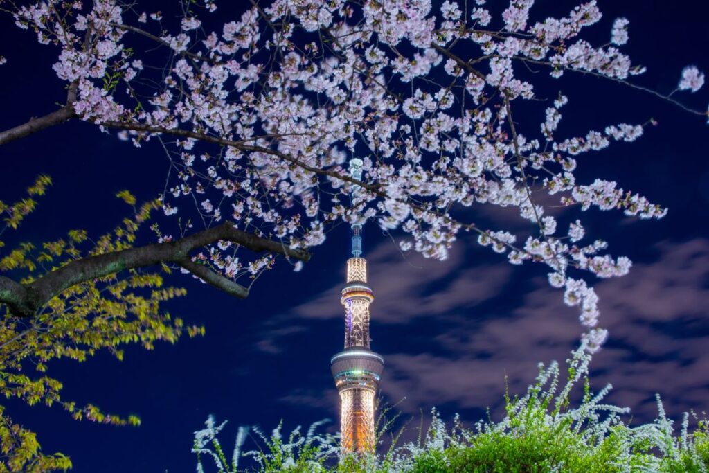 Sumida Park Cherry Blossom