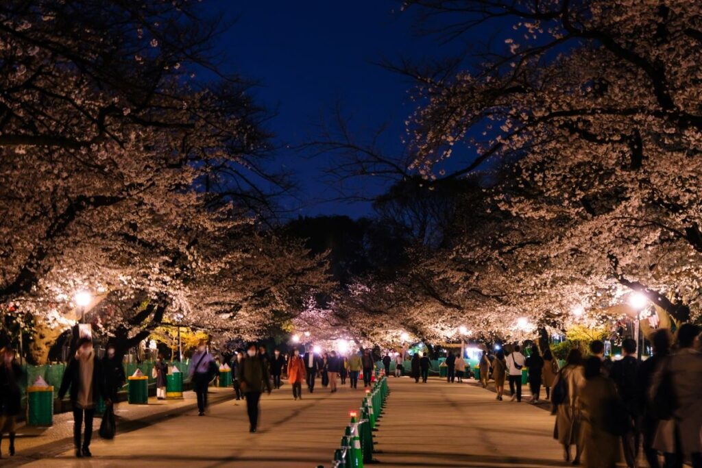 Ueno Park Cherry Blossom