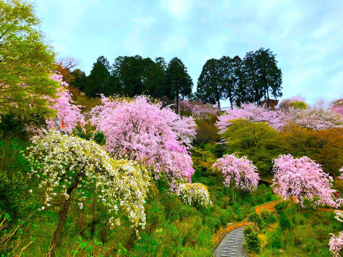 Yoshiminedera Temple Kyoto
