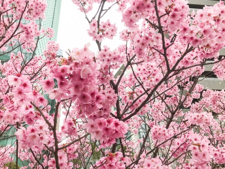 Ark Hills Cherry Blossom