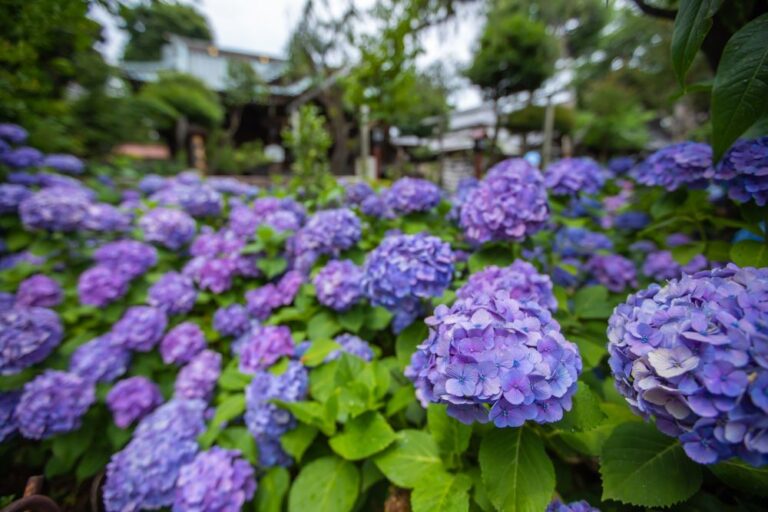 Bunkyo Hydrangea Festival Ajisai Matsuri