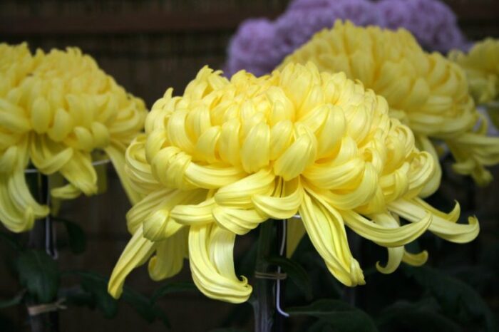 Ch Y No Sekku Kyoto S Chrysanthemums Festival