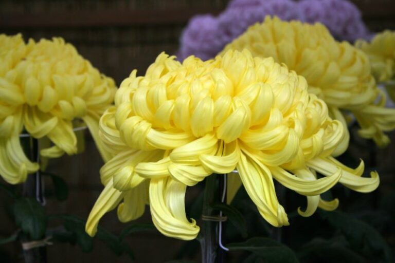 Ch Y No Sekku Kyoto S Chrysanthemums Festival