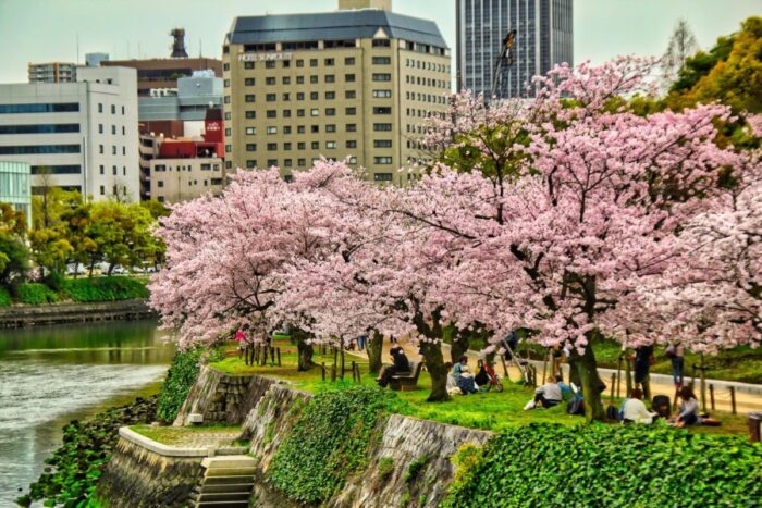 Cherry Blossoms In Hiroshima City