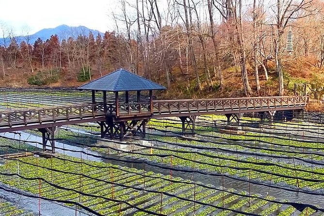 Wasabi Farm Discovery Walking Tour - Tour Overview