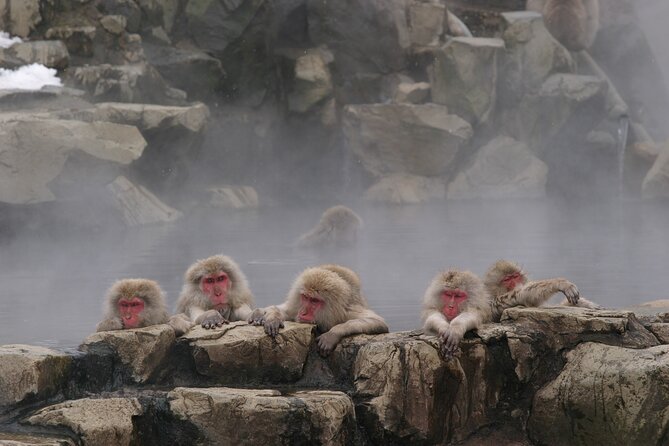 Snow Monkey Park & Miso Production Day Tour From Nagano - Monkey Park Information