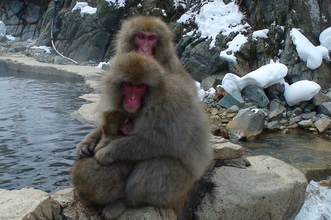 Nagano Guided Ski Trip, With Snow Monkeys Visit - Cancellation Policy and Additional Info