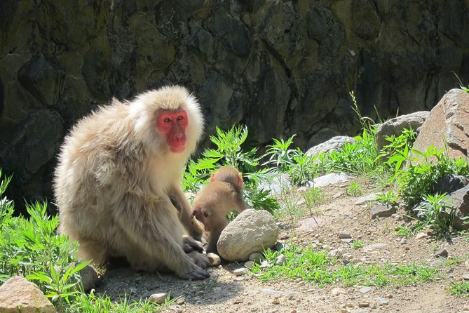 Explore Jigokudani Snow Monkey Park With a Knowledgeable Local Guide - Reviews
