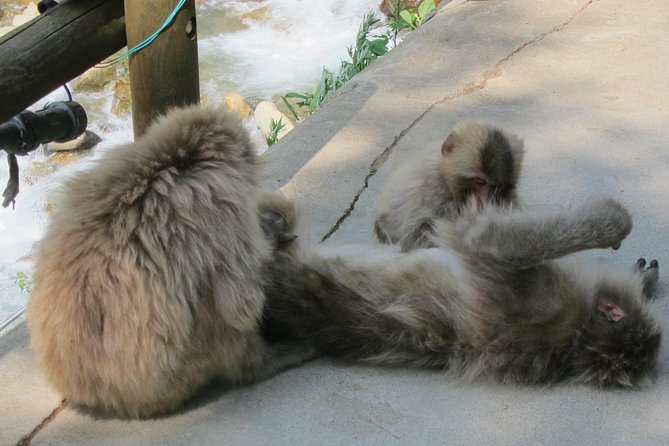 Explore Jigokudani Snow Monkey Park With a Knowledgeable Local Guide - Frequently Asked Questions