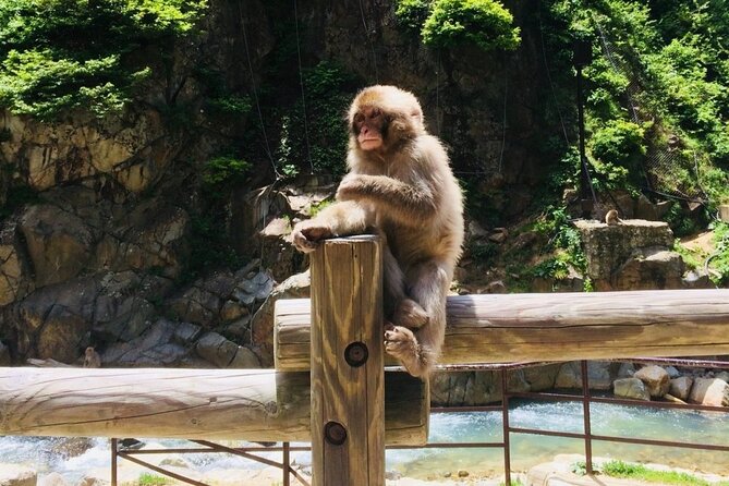 (Spring Only) 1-Day Snow Monkeys & Cherry Blossoms in Nagano Tour - Important Considerations