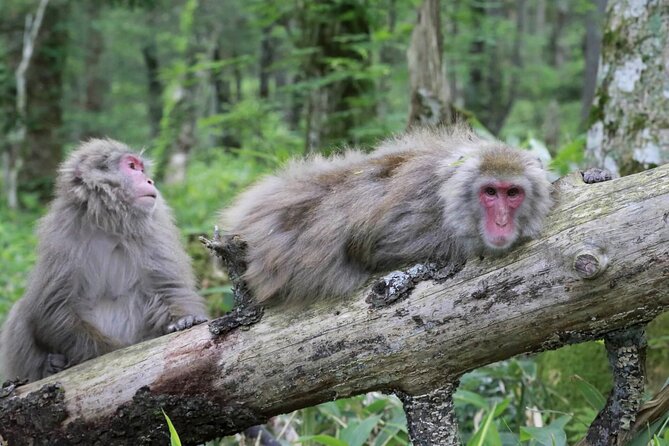 1-Day Tour From Nagano and Matsumoto Kamikochi & Matsumoto Castle - Hiking in Kamikochi