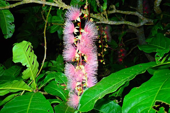 ［Ishigaki, Okinawa］Limited-Time "Sagari-Bana" Viewing Tour - Itinerary Overview