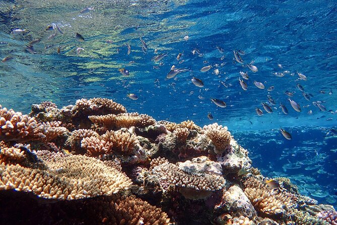 [Ishigaki] Kabira Bay SUP/Canoe Blue Cave Snorkeling - Unforgettable Experiences: SUP and Snorkeling Combo in Kabira Bay